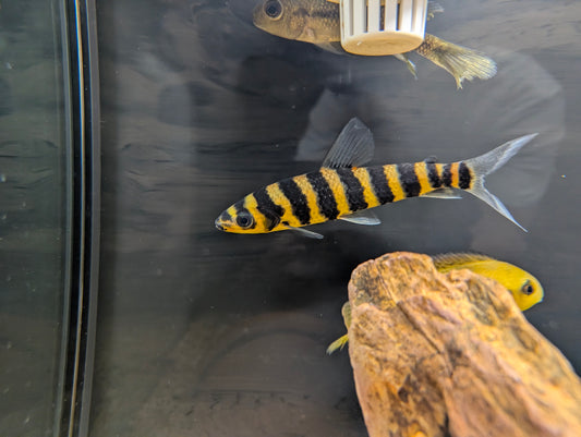 Banded Leporinus
