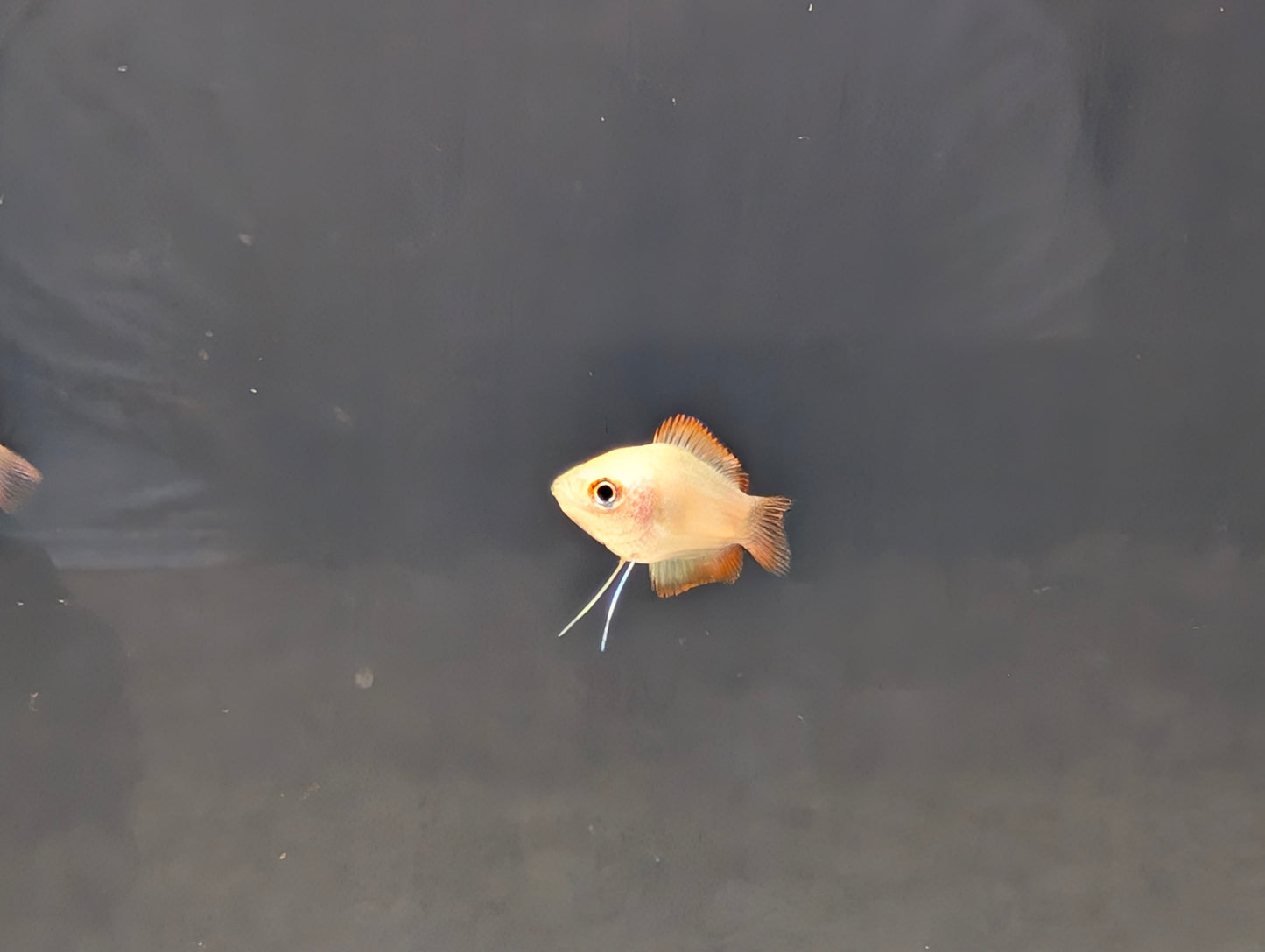 Gold Honey Gourami