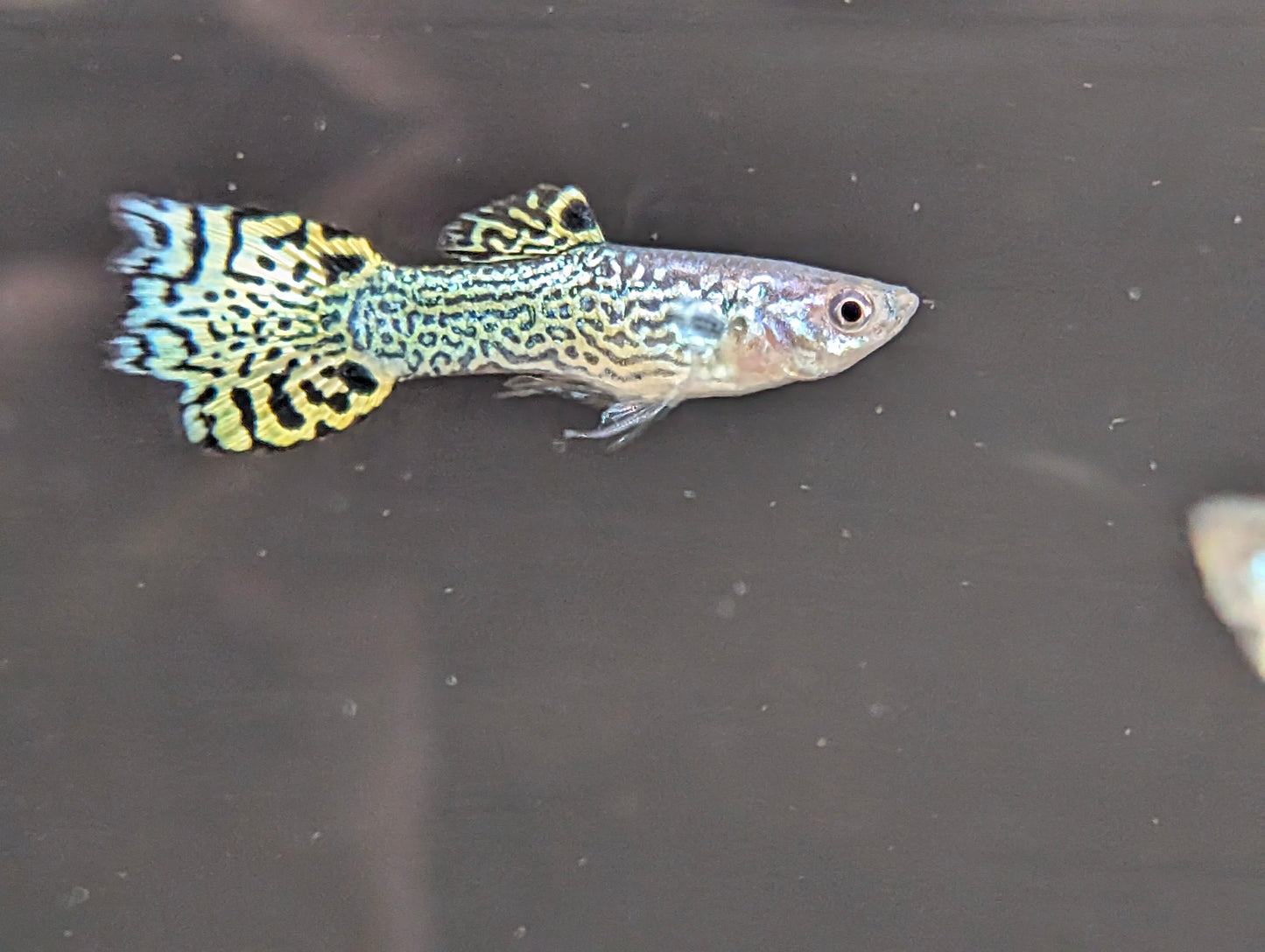 Assorted Fancy Guppy Male