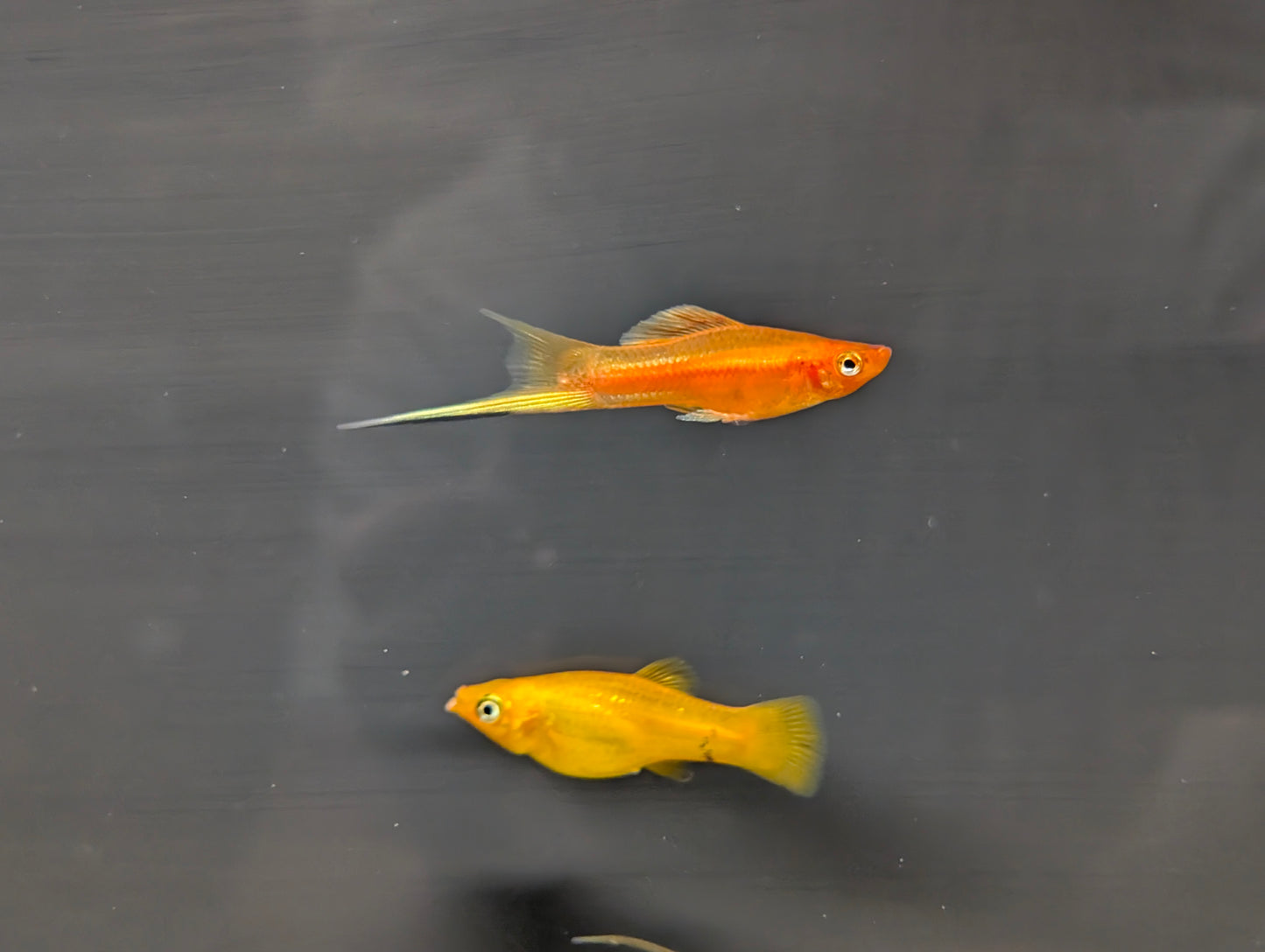 Assorted Swordtails