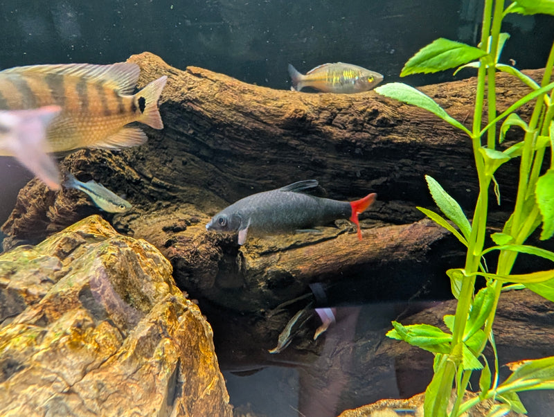 Red Tail Shark