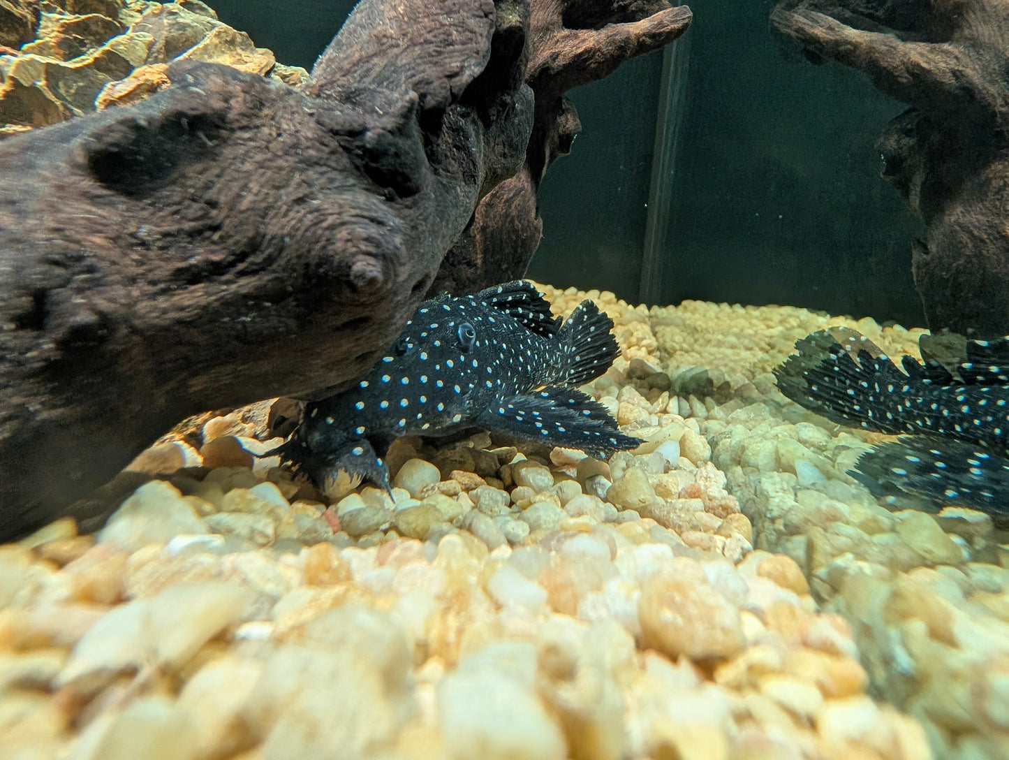 Dracula Pleco L240a