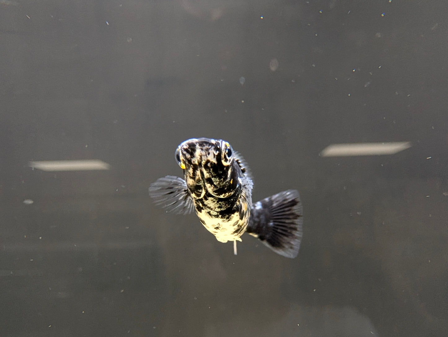 Dalmatian Sailfin Molly