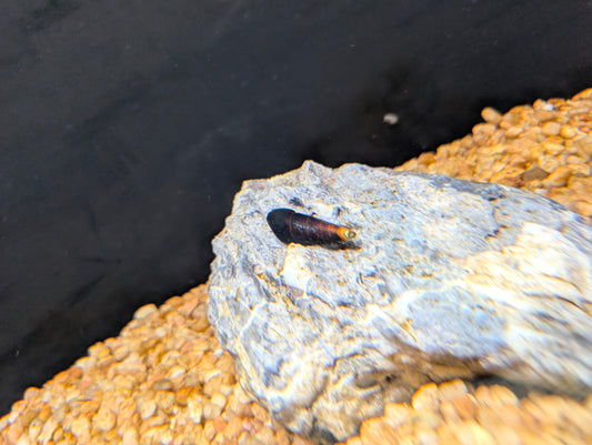 Assorted Rabbit Snail
