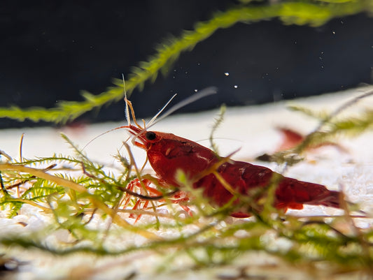 Bloody Mary shrimp