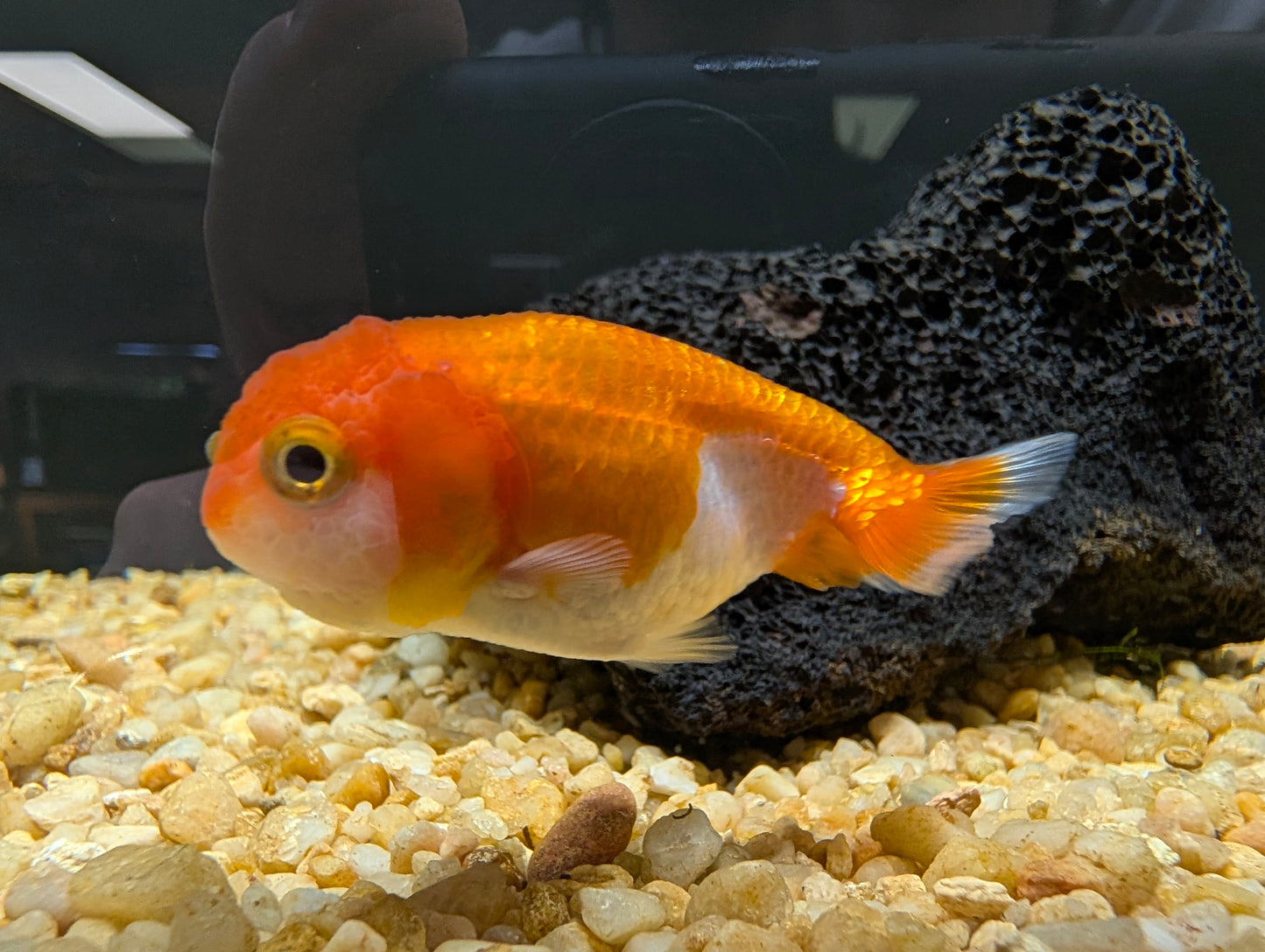 Red & White Ranchu Goldfish