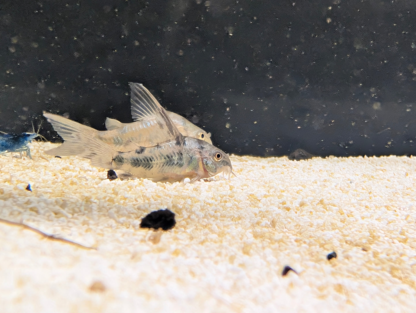 Peppered cory