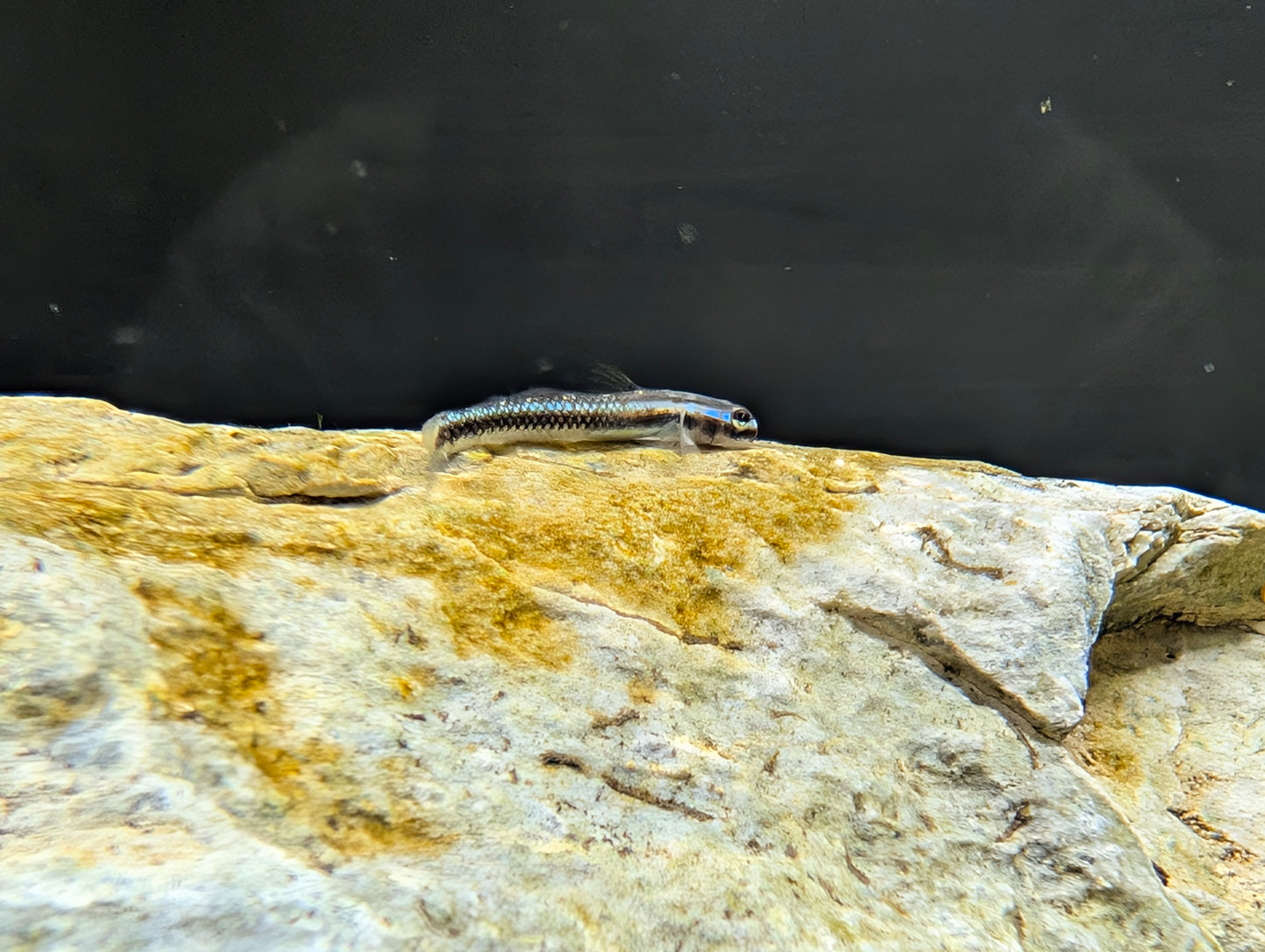 Elegant Stiphodon Goby