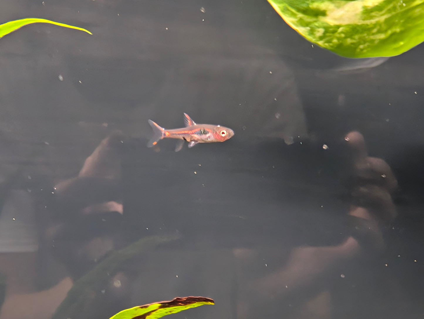 Chili Rasbora