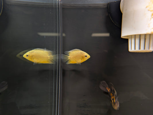 Red Spotted Gold Severum