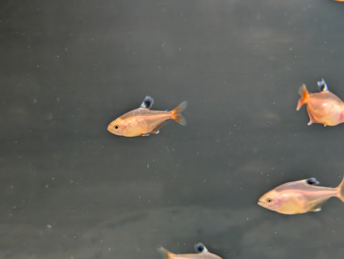 Coral Red Serpae Tetra