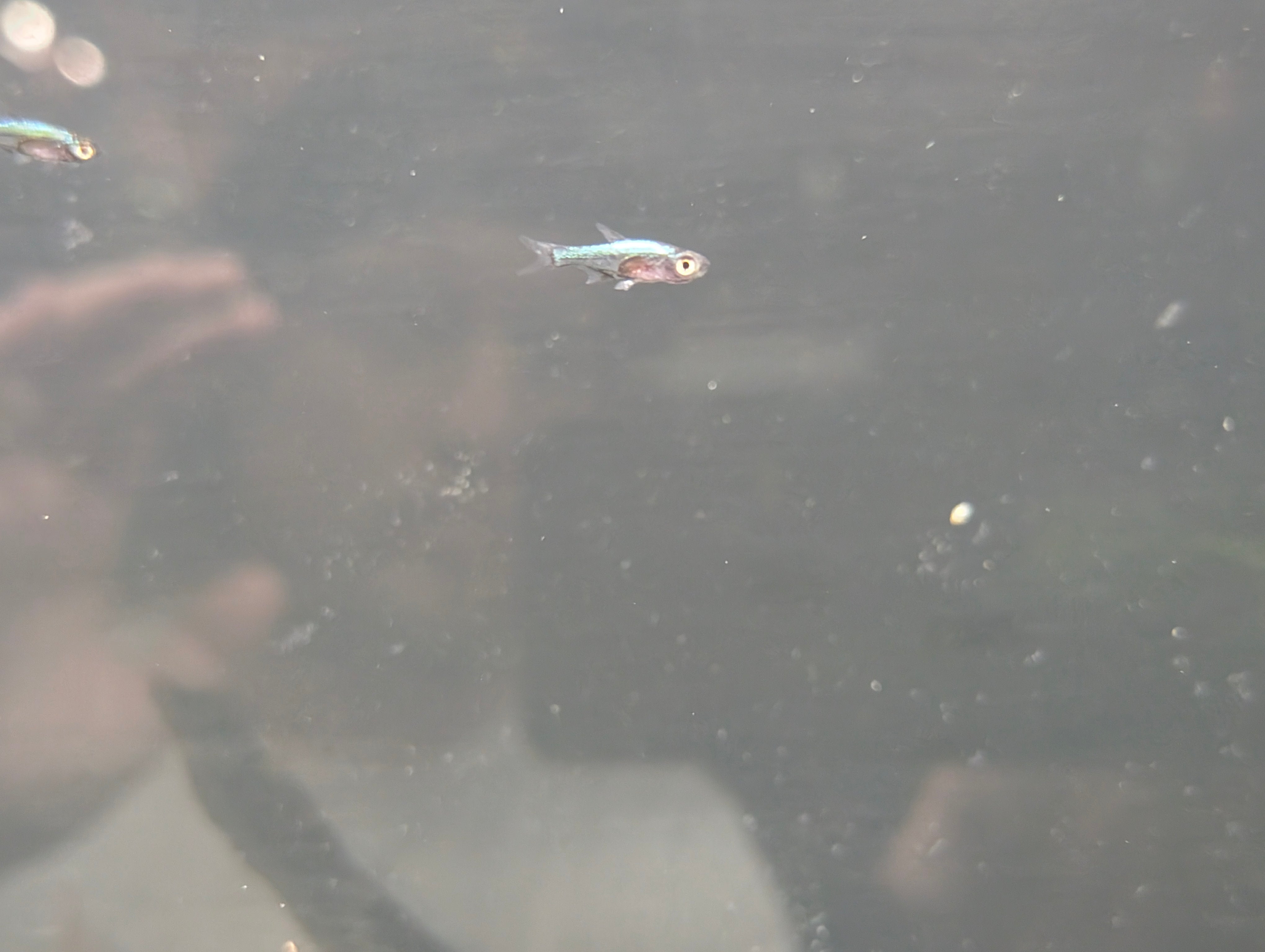 Neon blue Rasbora – Underwater Tropics