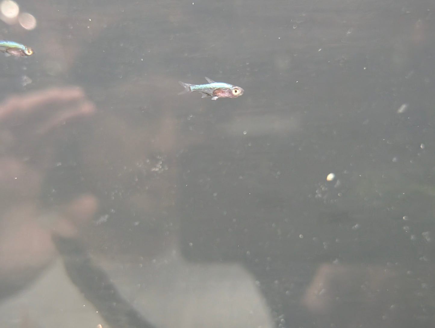 Neon blue Rasbora