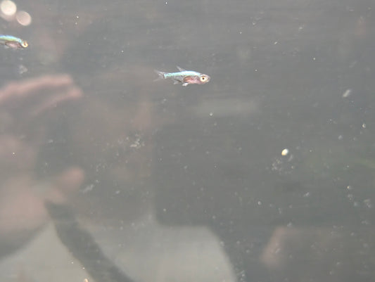 Neon blue Rasbora