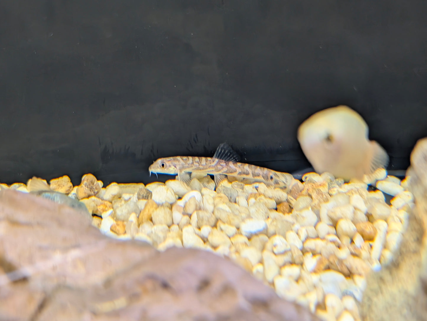 Zodiac Loach