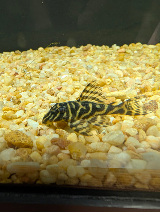 Tiger L397