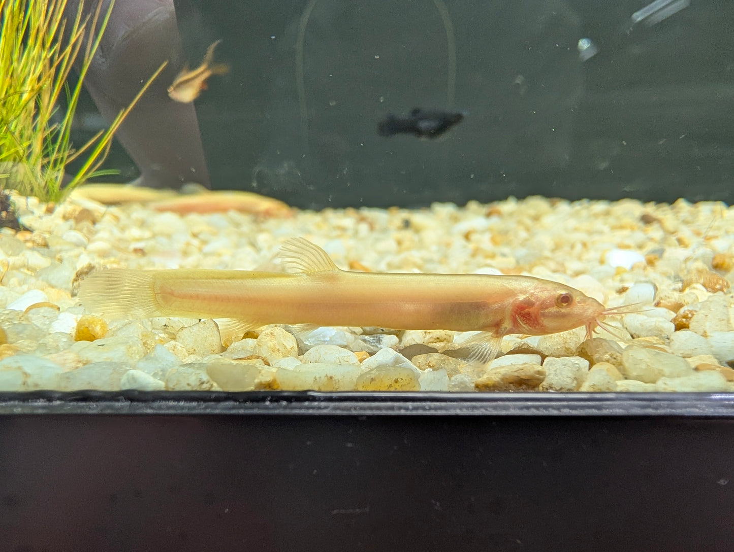 Gold Dojo Loach