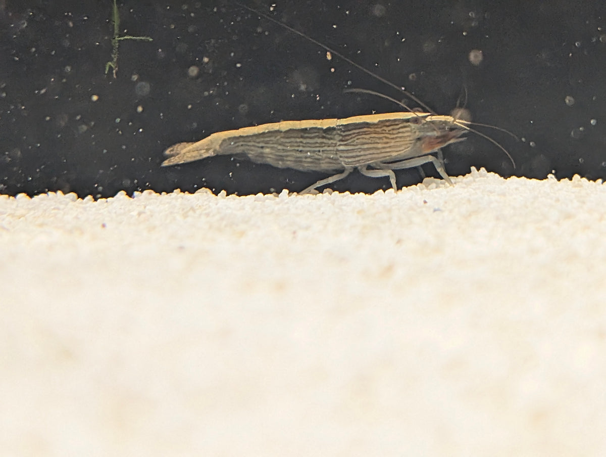 Bamboo/Flower Shrimp