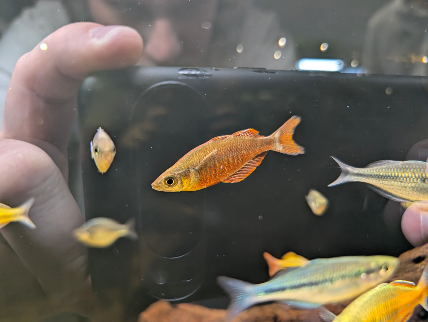 New Guinea Red Rainbow