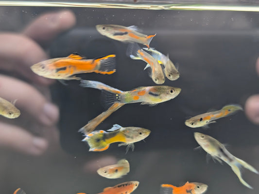 Assorted Endler Guppy